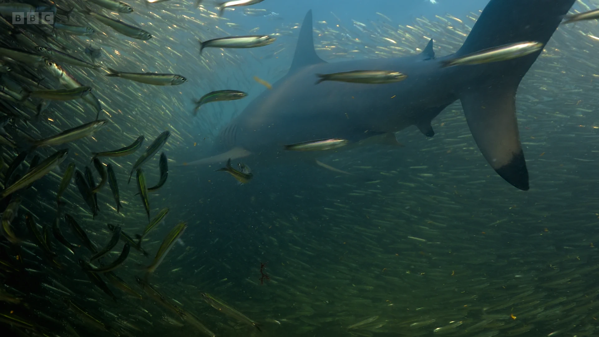 Grey reef shark (Carcharhinus amblyrhynchos) as shown in Seven Worlds, One Planet - Australia